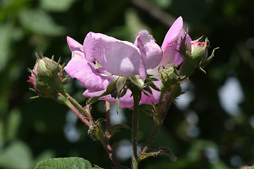 Image showing Rose