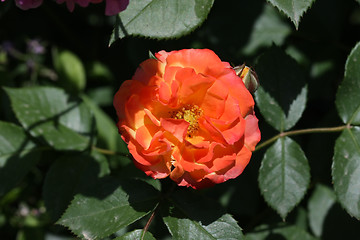 Image showing Rose