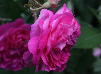 Image showing Rose