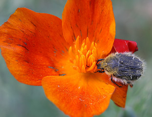 Image showing Feeding