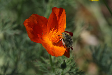 Image showing Feeding