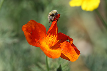 Image showing Feeding