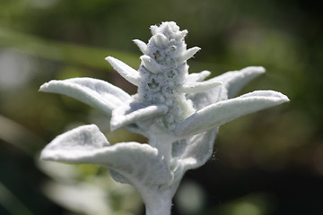 Image showing  Lamb's Ear