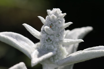 Image showing Lamb's Ear