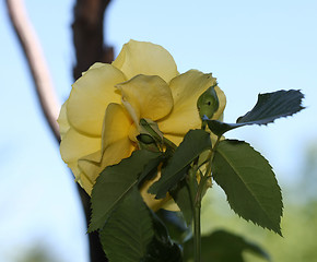 Image showing Yellow rose