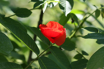 Image showing  Field poppy