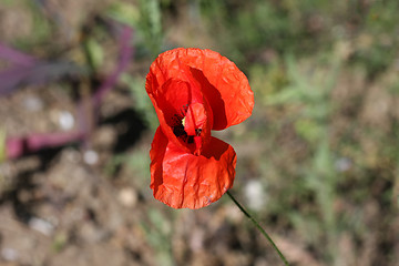 Image showing Field poppy