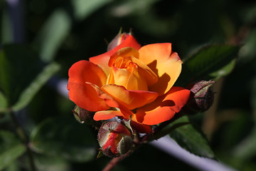 Image showing Rose in the garden