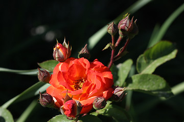 Image showing Rose in the garden