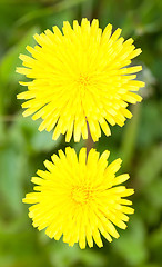 Image showing Two yellow dandelions