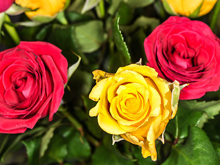 Image showing Yellow roses