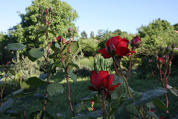 Image showing Red roses 