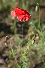 Image showing Field poppy