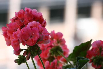 Image showing Pelargonium