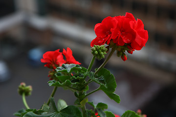 Image showing Pelargonium