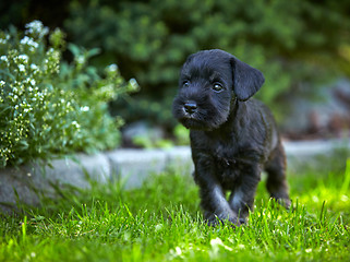 Image showing miniature schnauzer puppy