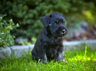 Image showing miniature schnauzer puppy