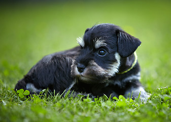 Image showing miniature schnauzer puppy