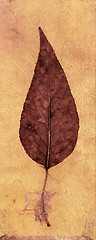 Image showing Leaf Collage