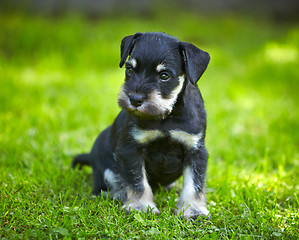 Image showing miniature schnauzer puppy