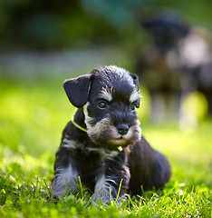 Image showing miniature schnauzer puppy