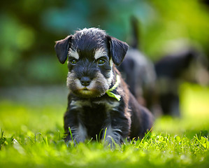 Image showing miniature schnauzer puppy