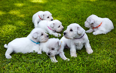 Image showing white schnauzer puppies