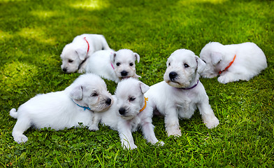 Image showing white schnauzer puppies