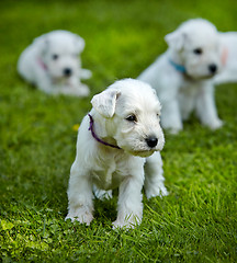 Image showing white schnauzer puppies