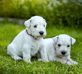 Image showing white schnauzer puppies