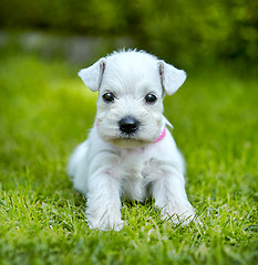 Image showing white schnauzer puppy