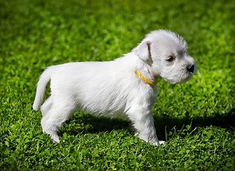 Image showing white schnauzer puppy