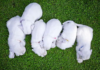 Image showing white schnauzer puppies