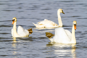 Image showing Swan dance