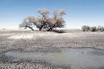 Image showing Tree on the prairie