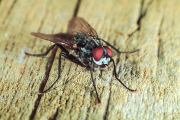 Image showing Fly