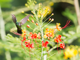 Image showing Antillean Crested Hummingbird (Orthorhyncus cristatus)