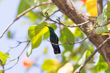 Image showing Antillean Crested Hummingbird (Orthorhyncus cristatus)