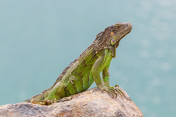 Image showing Green Iguana (Iguana iguana) sitting on rocks