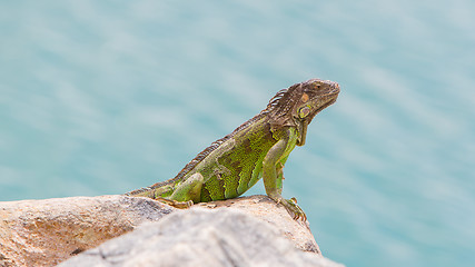 Image showing Green Iguana (Iguana iguana) sitting on rocks
