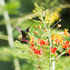 Image showing Antillean Crested Hummingbird (Orthorhyncus cristatus)