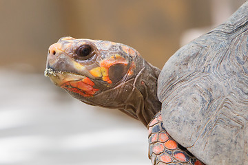 Image showing Cherry head red foot tortoise