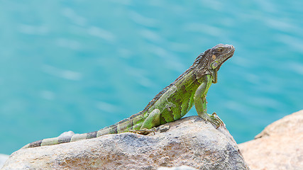 Image showing Green Iguana (Iguana iguana) sitting on rocks