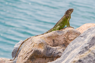 Image showing Green Iguana (Iguana iguana) sitting on rocks