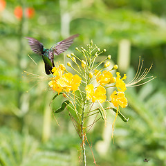 Image showing Antillean Crested Hummingbird (Orthorhyncus cristatus)