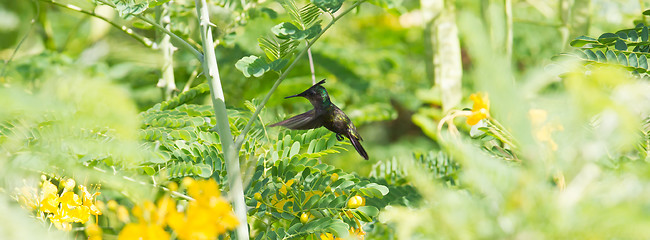 Image showing Antillean Crested Hummingbird (Orthorhyncus cristatus)