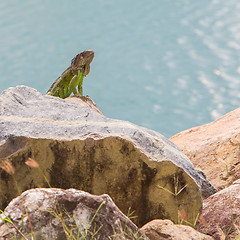 Image showing Green Iguana (Iguana iguana) sitting on rocks