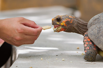 Image showing Cherry head red foot tortoise