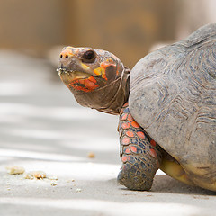 Image showing Cherry head red foot tortoise