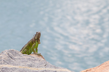 Image showing Green Iguana (Iguana iguana) sitting on rocks